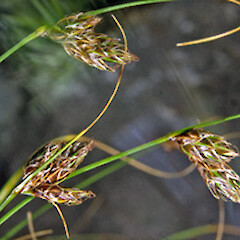 Carex colensoi