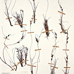 Carex dallii