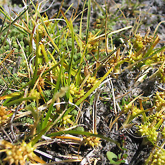 Carex flaviformis