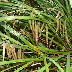 Carex geminata