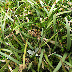 Carex hectorii