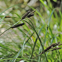 Carex lambertiana