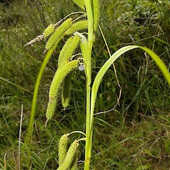 Carex lessoniana