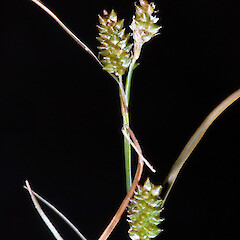 Carex libera