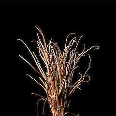 Carex petriei