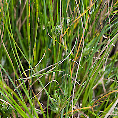 Carex resectans