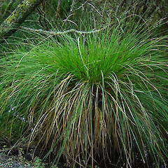 Secta Plant Carex secta • New Zealand Plant Conservation Network
