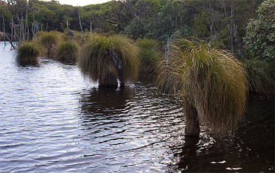 Secta Plant Carex secta • New Zealand Plant Conservation Network