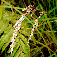 Carex sectoides