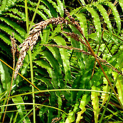 Carex sectoides at Gillespies stream.<br>Photographer: Peter J de Lange, Licence: <a target='_blank' href='https://creativecommons.org/licenses/by-nc/4.0'>CC BY-NC</a>. <a class='member-message' href='/nzpcn/why-join-nzpcn/' target='_blank'>Members can view a larger version of this image.</a>