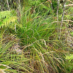 Carex sectoides at Gillespies stream.<br>Photographer: Peter J de Lange, Licence: <a target='_blank' href='https://creativecommons.org/licenses/by-nc/4.0'>CC BY-NC</a>. <a class='member-message' href='/nzpcn/why-join-nzpcn/' target='_blank'>Members can view a larger version of this image.</a>