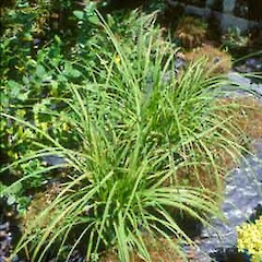 Carex subdola.<br>Photographer: Bec Stanley, Licence: <a target='_blank' href='https://creativecommons.org/licenses/by-sa/4.0'>CC BY-SA</a>. <a class='member-message' href='/nzpcn/why-join-nzpcn/' target='_blank'>Members can view a larger version of this image.</a>