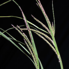 In cultivation.<br>Photographer: Jeremy R. Rolfe, Date taken: 22/10/2007, Licence: <a target='_blank' href='https://creativecommons.org/licenses/by/4.0'>CC BY</a>. <a class='member-message' href='/nzpcn/why-join-nzpcn/' target='_blank'>Members can view a larger version of this image.</a>