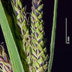 In cultivation.<br>Photographer: Jeremy R. Rolfe, Date taken: 22/10/2007, Licence: <a target='_blank' href='https://creativecommons.org/licenses/by/4.0'>CC BY</a>. <a class='member-message' href='/nzpcn/why-join-nzpcn/' target='_blank'>Members can view a larger version of this image.</a>