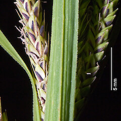 In cultivation.<br>Photographer: Jeremy R. Rolfe, Date taken: 22/10/2007, Licence: <a target='_blank' href='https://creativecommons.org/licenses/by/4.0'>CC BY</a>. <a class='member-message' href='/nzpcn/why-join-nzpcn/' target='_blank'>Members can view a larger version of this image.</a>