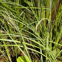 Howarth wetland, Te Aroha.<br>Photographer: John Smith-Dodsworth, Licence: <a target='_blank' href='https://creativecommons.org/licenses/by-nc/4.0'>CC BY-NC</a>. <a class='member-message' href='/nzpcn/why-join-nzpcn/' target='_blank'>Members can view a larger version of this image.</a>