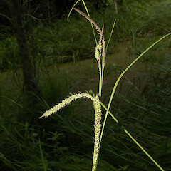 Howarth wetland, Te Aroha.<br>Photographer: John Smith-Dodsworth, Licence: <a target='_blank' href='https://creativecommons.org/licenses/by-nc/4.0'>CC BY-NC</a>. <a class='member-message' href='/nzpcn/why-join-nzpcn/' target='_blank'>Members can view a larger version of this image.</a>