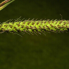 Howarth wetland, Te Aroha.<br>Photographer: John Smith-Dodsworth, Licence: <a target='_blank' href='https://creativecommons.org/licenses/by-nc/4.0'>CC BY-NC</a>. <a class='member-message' href='/nzpcn/why-join-nzpcn/' target='_blank'>Members can view a larger version of this image.</a>