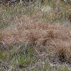 Carex testacea.<br>Photographer: Mike Thorsen, Licence: All rights reserved.