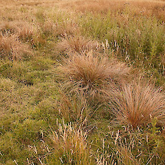 Carex testacea.<br>Photographer: Mike Thorsen, Licence: All rights reserved.