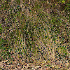 Carex testacea.<br>Photographer: Mike Thorsen, Licence: All rights reserved.