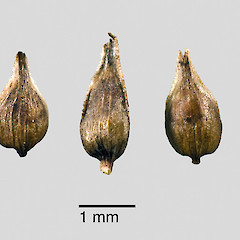 Utricles. Pauatahanui Inlet.<br>Photographer: Jeremy R. Rolfe, Date taken: 01/06/2009, Licence: <a target='_blank' href='https://creativecommons.org/licenses/by/4.0'>CC BY</a>.