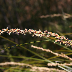 Flower of Carex virgata.<br>Photographer: Wayne Bennett, Licence: <a target='_blank' href='https://creativecommons.org/licenses/by-nc/4.0'>CC BY-NC</a>.