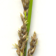 Flower of Carex virgata.<br>Photographer: Wayne Bennett, Licence: <a target='_blank' href='https://creativecommons.org/licenses/by-nc/4.0'>CC BY-NC</a>.