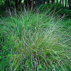 Carex virgata (Purei).<br>Photographer: Wayne Bennett, Licence: <a target='_blank' href='https://creativecommons.org/licenses/by-nc/4.0'>CC BY-NC</a>.