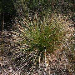 Carex virgata (Purei).<br>Photographer: Wayne Bennett, Licence: <a target='_blank' href='https://creativecommons.org/licenses/by-nc/4.0'>CC BY-NC</a>.