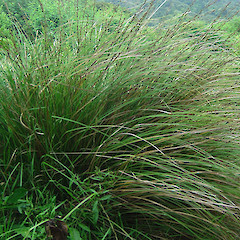 Carex virgata (Purei).<br>Photographer: Wayne Bennett, Licence: <a target='_blank' href='https://creativecommons.org/licenses/by-nc/4.0'>CC BY-NC</a>.