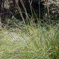 Kaumingi Stream, Wairarapa.<br>Photographer: Jeremy R. Rolfe, Date taken: 27/02/2014, Licence: <a target='_blank' href='https://creativecommons.org/licenses/by/4.0'>CC BY</a>.