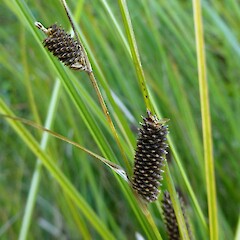 Carex dipsacea