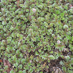 Acaena anserinifolia.<br>Photographer: John Barkla, Licence: <a target='_blank' href='https://creativecommons.org/licenses/by/4.0'>CC BY</a>.