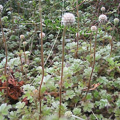 Acaena anserinifolia.<br>Photographer: John Barkla, Licence: <a target='_blank' href='https://creativecommons.org/licenses/by/4.0'>CC BY</a>.