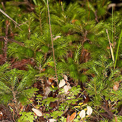 Acaena anserinifolia.<br>Photographer: Mike Thorsen, Licence: All rights reserved.