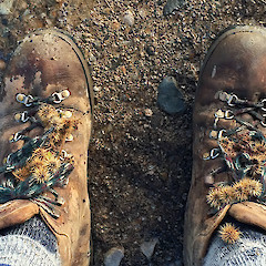 Seed dispersal. Mount Climie, Upper Hutt.<br>Photographer: Jeremy R. Rolfe, Date taken: 10/08/2014, Licence: <a target='_blank' href='https://creativecommons.org/licenses/by/4.0'>CC BY</a>.