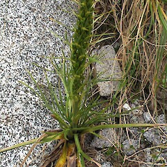 Aciphylla crenulata