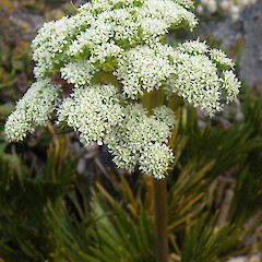 Aciphylla divisa
