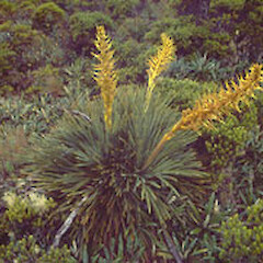 Aciphylla ferox