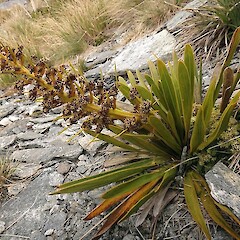 Aciphylla kirkii