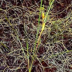 Aciphylla lyallii