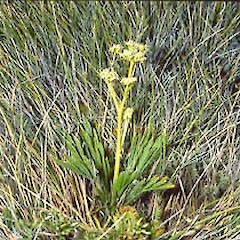 Island saddle, February.<br>Photographer: John Smith-Dodsworth, Licence: <a target='_blank' href='https://creativecommons.org/licenses/by-nc/4.0'>CC BY-NC</a>.