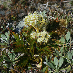 Kelly Range, Arthurs Pass.<br>Photographer: Mike Thorsen, Licence: All rights reserved. <a class='member-message' href='/nzpcn/why-join-nzpcn/' target='_blank'>Members can view a larger version of this image.</a>