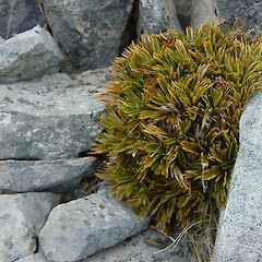 Torlesse Range.<br>Photographer: Melissa Hutchison, Licence: <a target='_blank' href='https://creativecommons.org/licenses/by-nc/4.0'>CC BY-NC</a>. <a class='member-message' href='/nzpcn/why-join-nzpcn/' target='_blank'>Members can view a larger version of this image.</a>