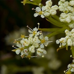 male flowers. Temple Basin, Arthurs Pass.<br>Photographer: Mike Thorsen, Licence: All rights reserved. <a class='member-message' href='/nzpcn/why-join-nzpcn/' target='_blank'>Members can view a larger version of this image.</a>
