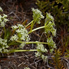 male umbel (part). Temple Basin, Arthurs Pass.<br>Photographer: Mike Thorsen, Licence: All rights reserved. <a class='member-message' href='/nzpcn/why-join-nzpcn/' target='_blank'>Members can view a larger version of this image.</a>