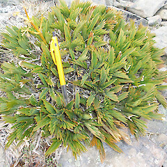 Frosty flat, near main ridge of inland Kaikoura.<br>Photographer: Simon Moore, Licence: <a target='_blank' href='https://creativecommons.org/licenses/by-sa/4.0'>CC BY-SA</a>. <a class='member-message' href='/nzpcn/why-join-nzpcn/' target='_blank'>Members can view a larger version of this image.</a>