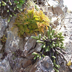 Plant (top middle), growing with Helichrysum coralloides, Swale Stream, Clarence catchment.<br>Photographer: Simon Moore, Licence: <a target='_blank' href='https://creativecommons.org/licenses/by-sa/4.0'>CC BY-SA</a>. <a class='member-message' href='/nzpcn/why-join-nzpcn/' target='_blank'>Members can view a larger version of this image.</a>