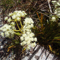 Otira Valley.<br>Photographer: Jane Gosden, Date taken: 18/11/2010, Licence: <a target='_blank' href='https://creativecommons.org/licenses/by-nc-sa/4.0'>CC BY-NC-SA</a>. <a class='member-message' href='/nzpcn/why-join-nzpcn/' target='_blank'>Members can view a larger version of this image.</a>